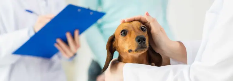servicios-veterninarios-mascotas