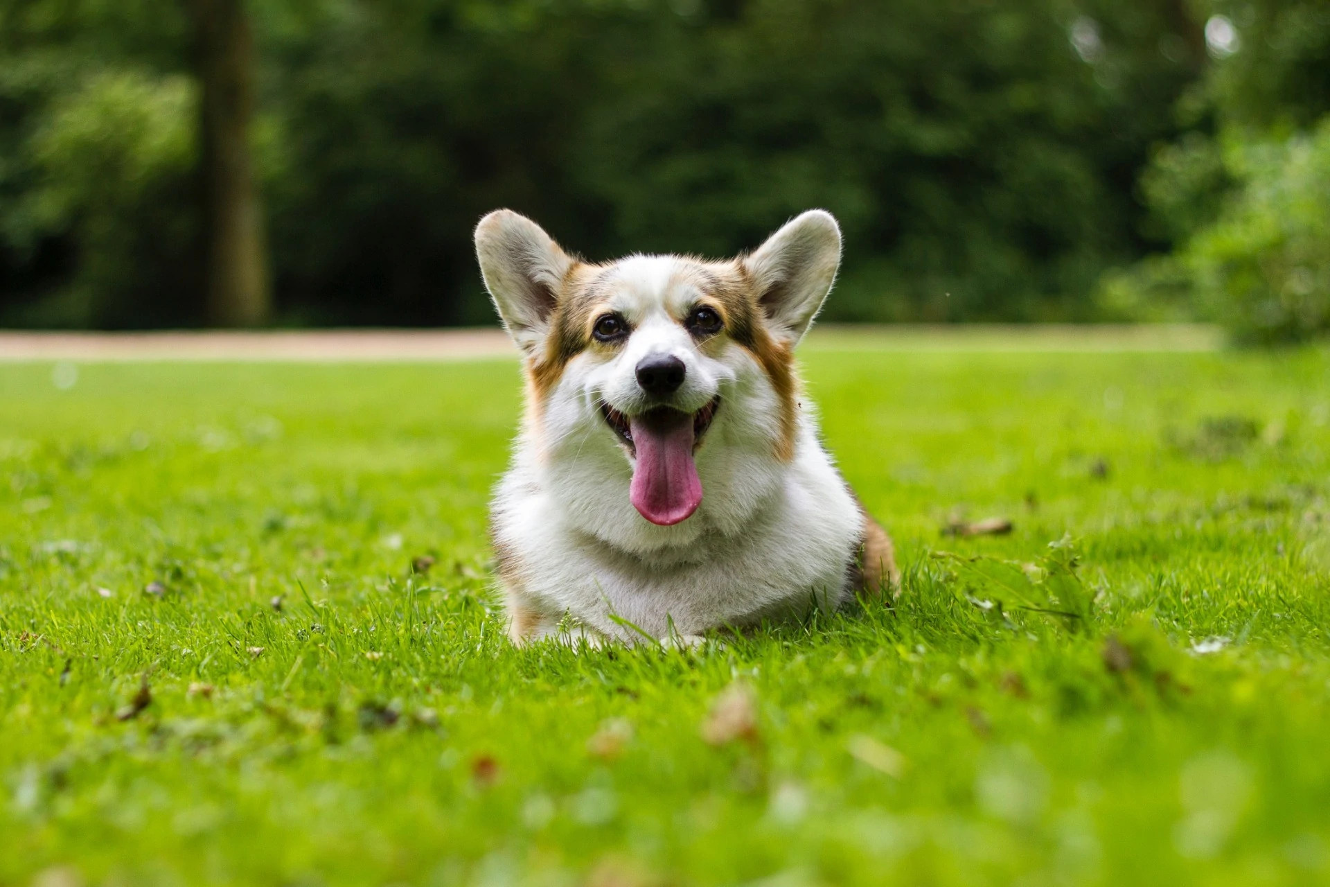 prevención paráistos perro bremen veteirnaria sabadell