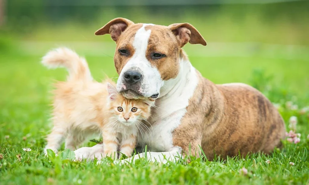 Pack antiparásitos para perros y gatos en Europa Centro Veterinario de Badalona