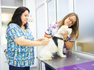 Medicina veterinaria preventiva Vacunación perro en visita medicina preventiva de Europa Centro Veterinario de Badalona