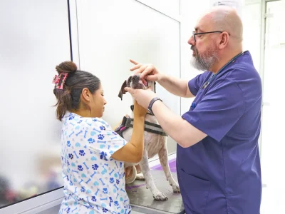Revisión dental perro Revisión de higiene bucal para perro en Europa Centro Veterinario de Badalona