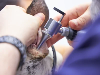 Dermatología veterinaria Revisión dermatología veterinaria a perro en Europa Centro Veterinario de Badalona