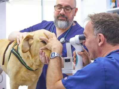 Oftalmología veterinaria Visita oftalmologia veterinaria de perro en Europa Centro Veterinario de Badalona