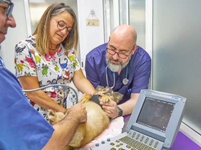 Ecografia en Europa Centro Veterinario de Badalona Ecografía a paciente en Europa Centro Veterinario de Badalona