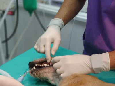 cveuropa-limpieza-dental cveuropa-limpieza-dental