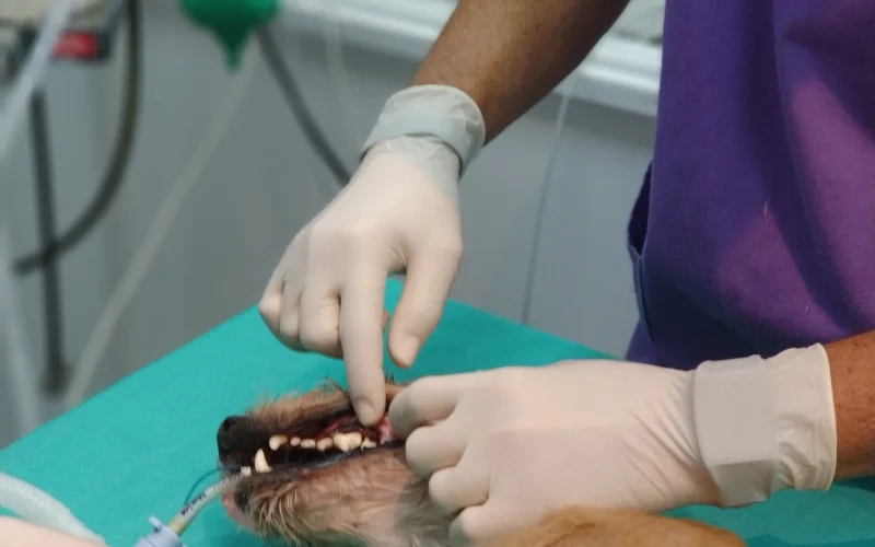cveuropa-limpieza-dental cveuropa-limpieza-dental