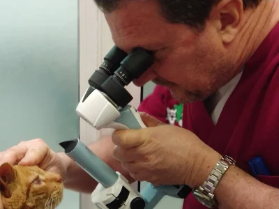 cveuropa-oftalmologia-veterinaria cveuropa-oftalmologia-veterinaria