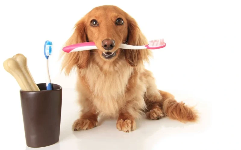 cveuropa-perro-cepillo-dientes