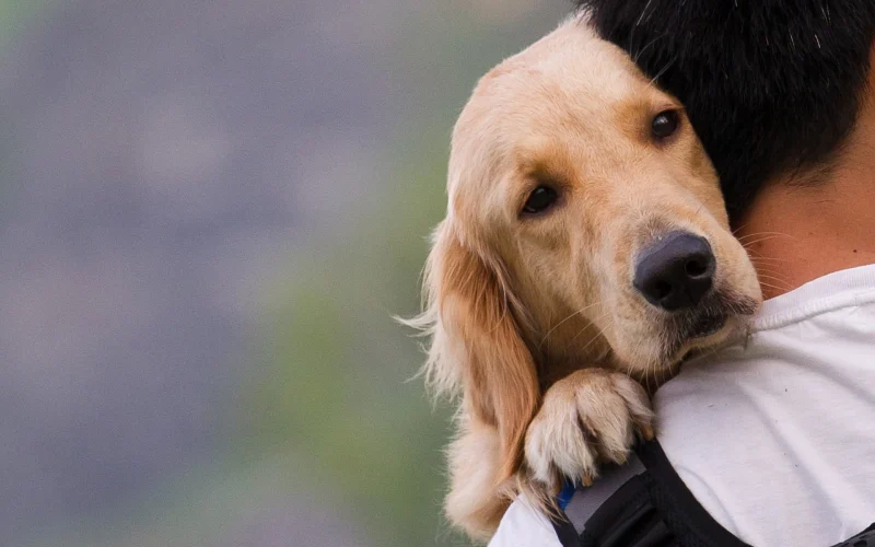 Perro en brazos de su amo