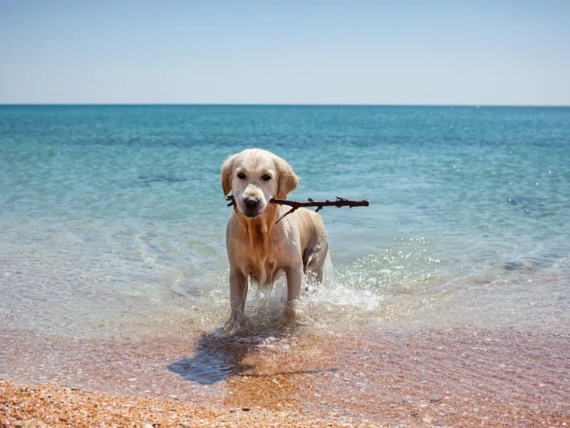 perro-playa-agua